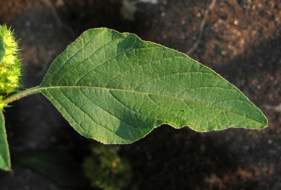 Image of Amaranthus retroflexus specimen.