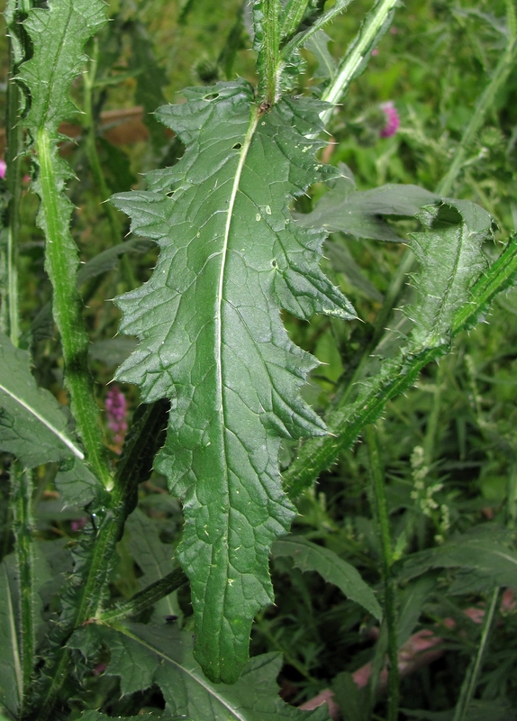Image of Carduus crispus specimen.