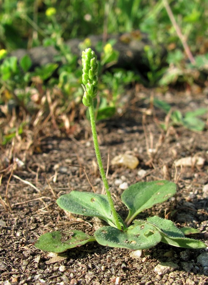 Изображение особи Plantago major.