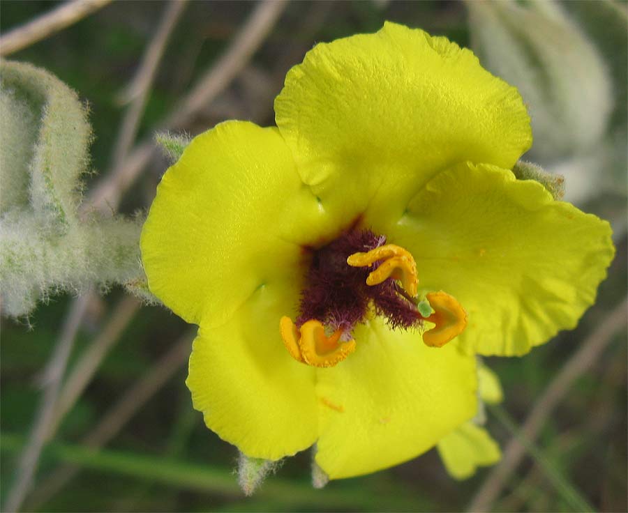 Image of Verbascum eremobium specimen.