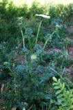 Daucus carota