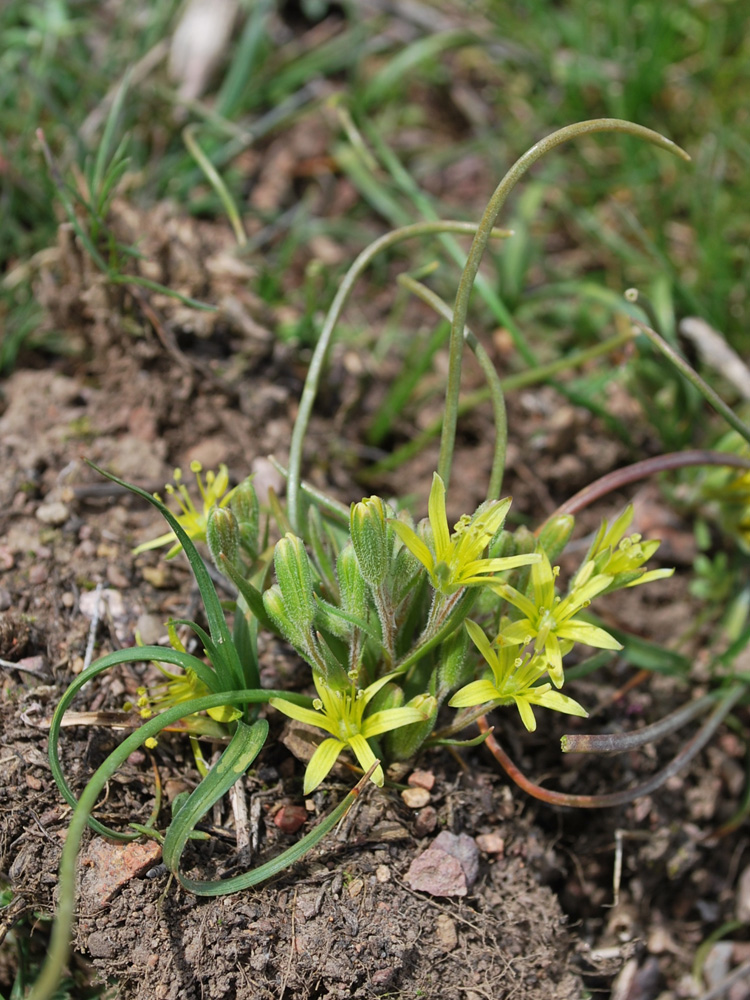 Image of Gagea popovii specimen.