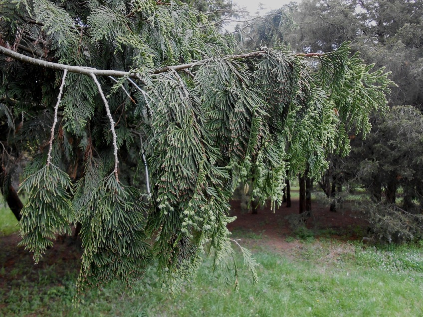 Image of Calocedrus decurrens specimen.