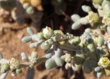 Tetraena alba