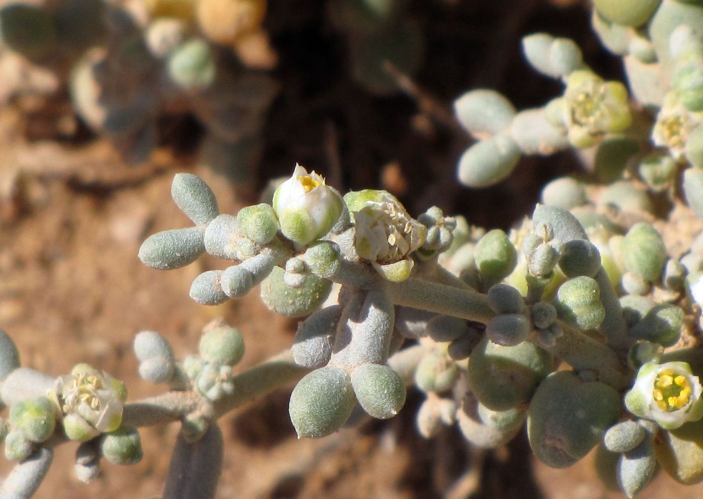 Изображение особи Tetraena alba.