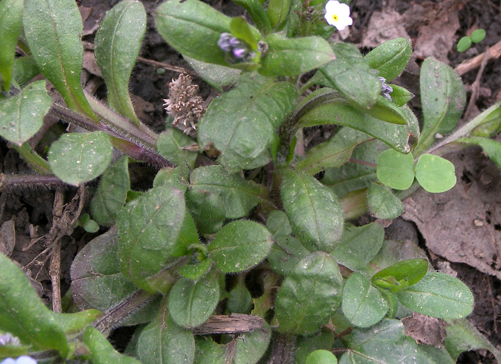 Image of Myosotis amoena specimen.