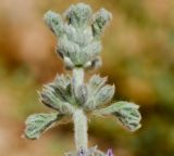 Image of taxon representative. Author is Татьяна Мальчинская