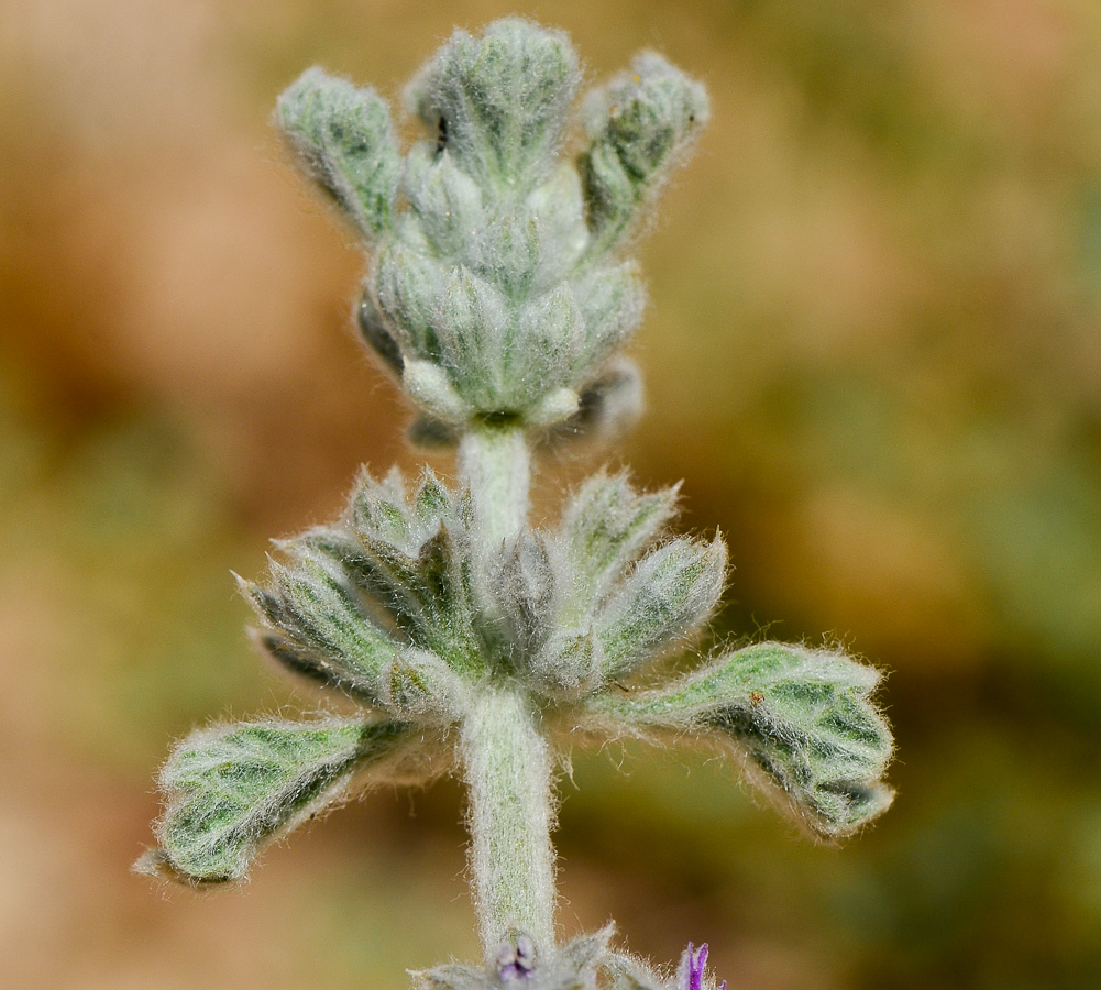 Image of Marrubium alysson specimen.