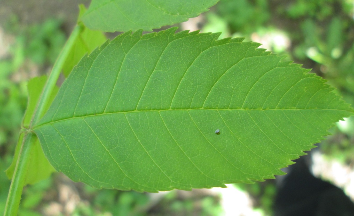 Image of Fraxinus excelsior specimen.
