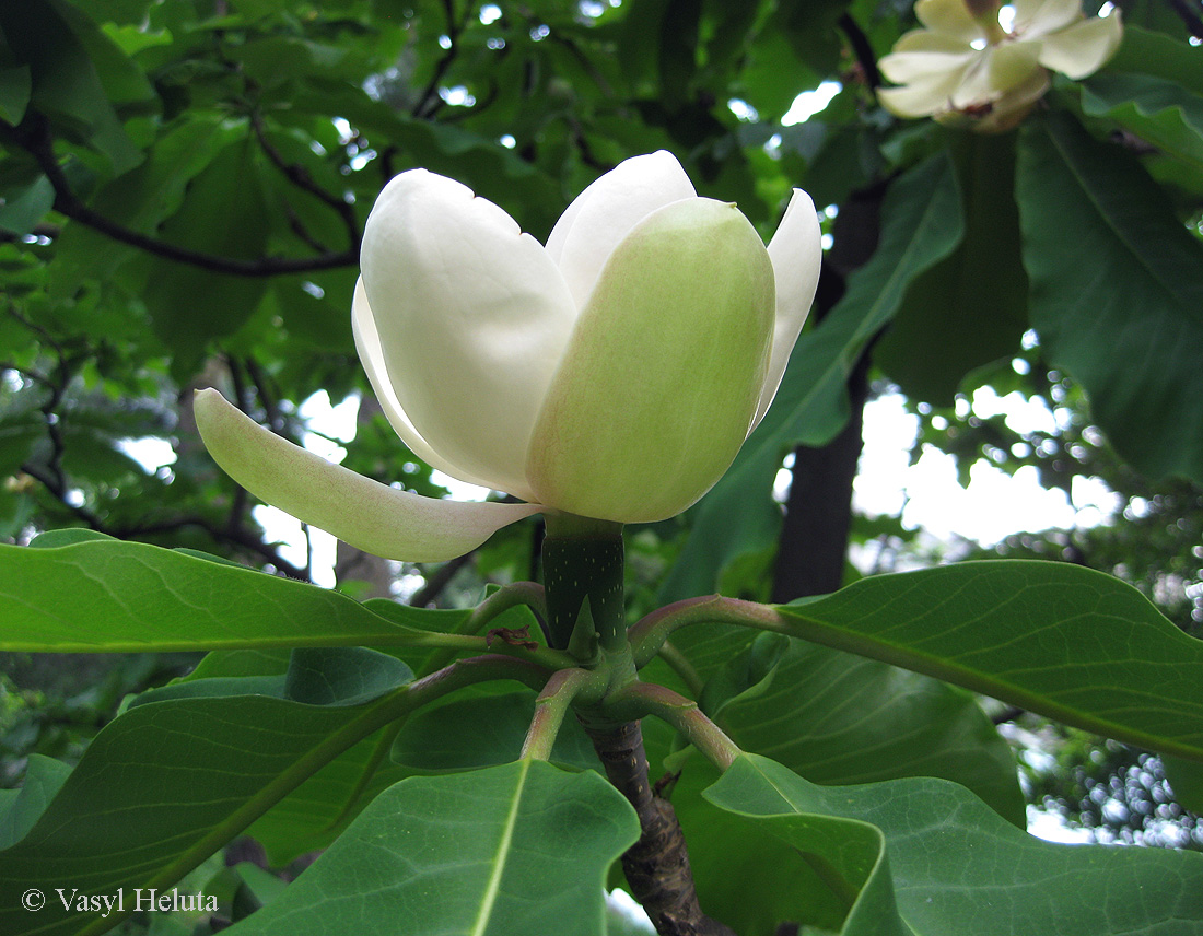 Изображение особи Magnolia hypoleuca.