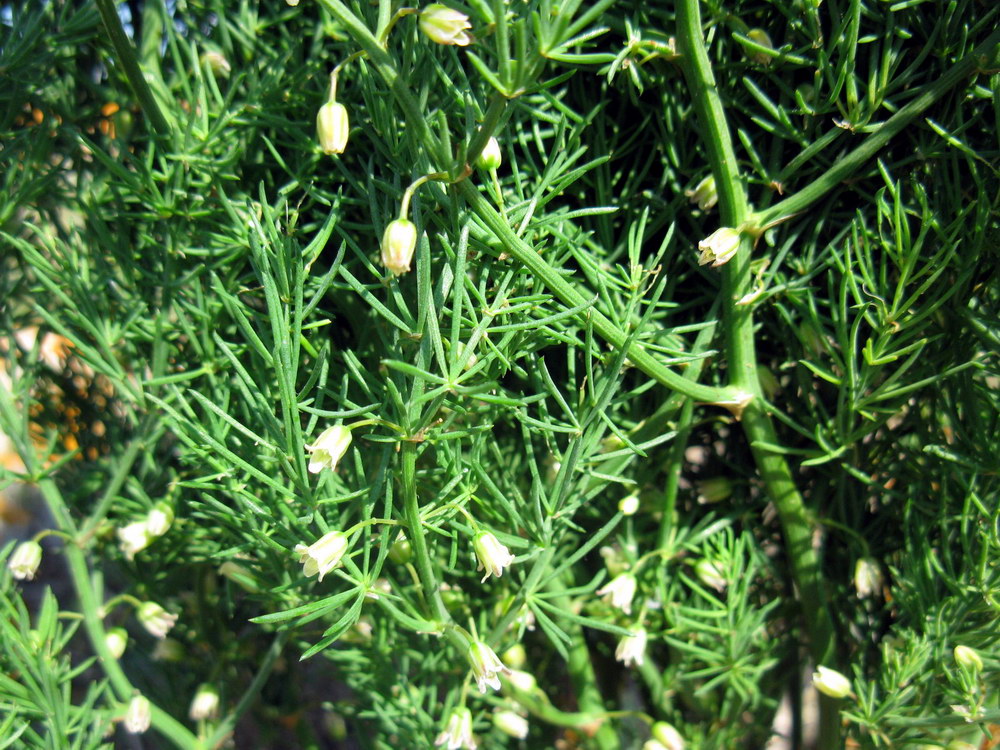 Image of genus Asparagus specimen.