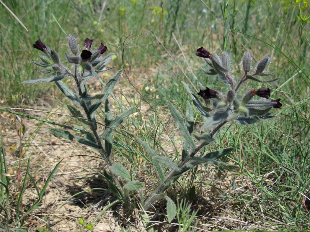 Image of Nonea rossica specimen.