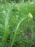 Erigeron strigosus