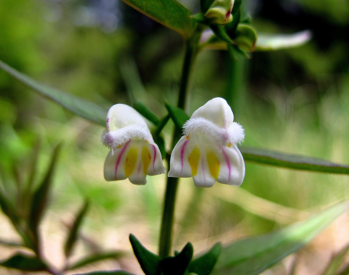 Изображение особи Melampyrum saxosum.