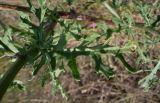 Senecio borysthenicus