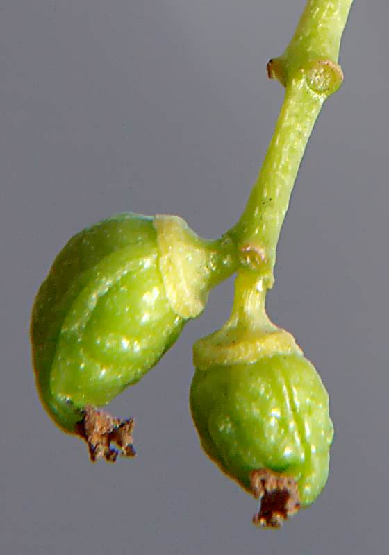 Image of Populus &times; sibirica specimen.