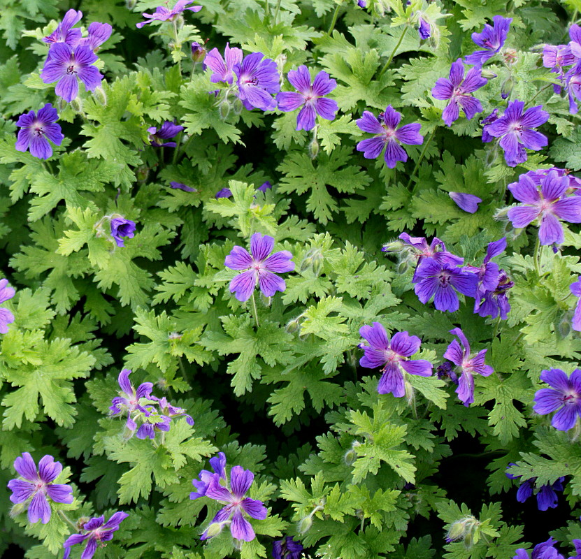 Изображение особи Geranium platypetalum.