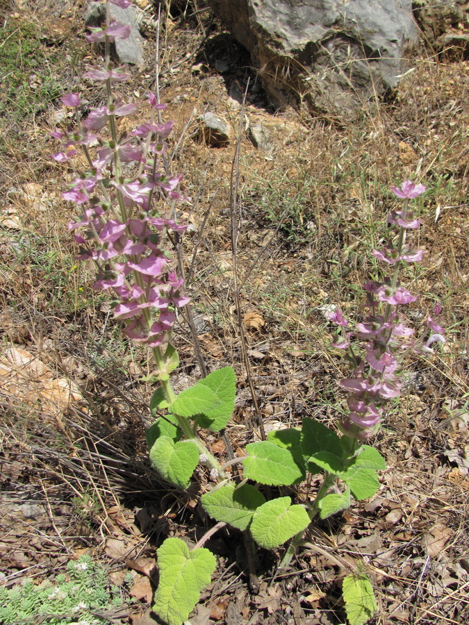 Изображение особи Salvia sclarea.