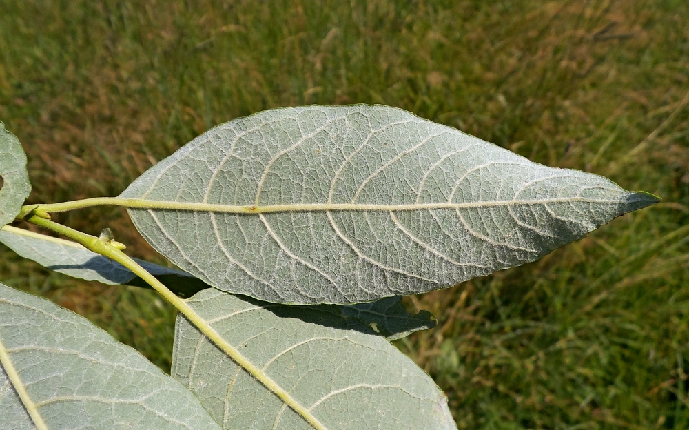 Image of Salix caprea specimen.