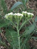 Achillea nobilis