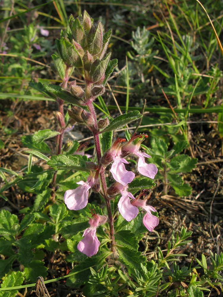 Image of Teucrium nuchense specimen.