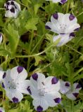 Nemophila maculata