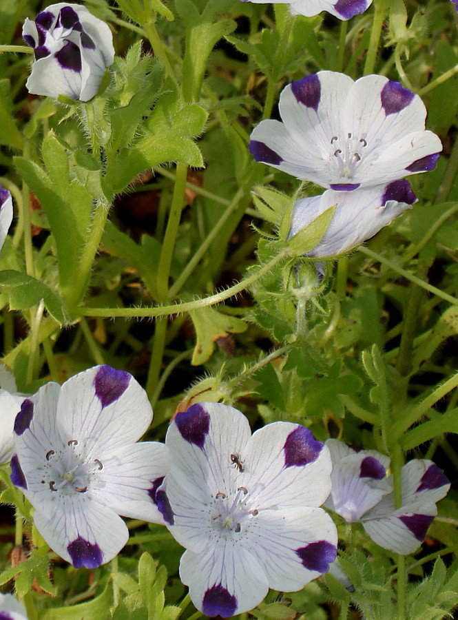 Изображение особи Nemophila maculata.