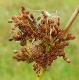 Juncus effusus