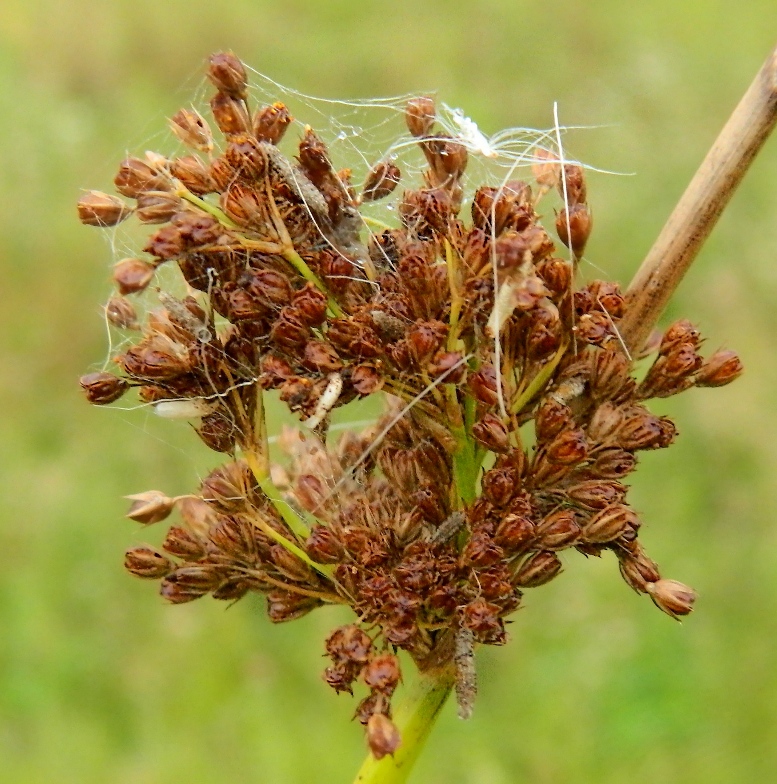 Изображение особи Juncus effusus.