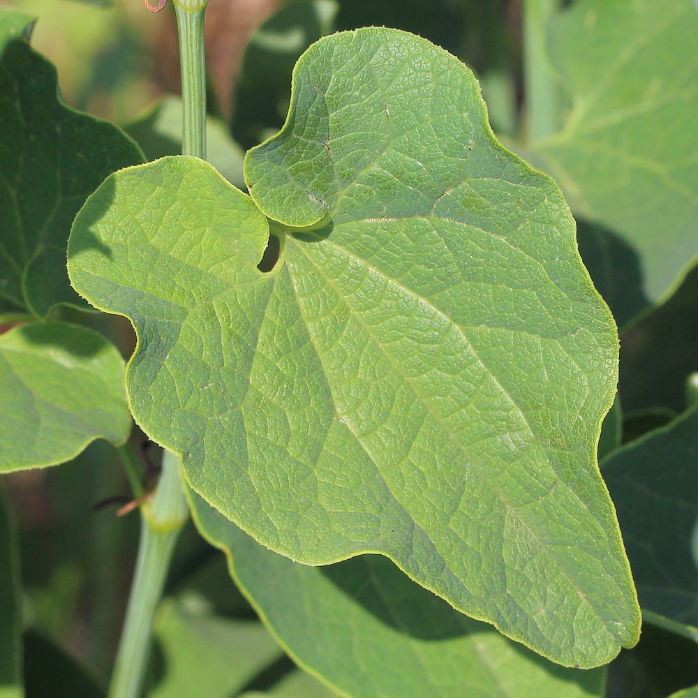 Image of Aristolochia clematitis specimen.