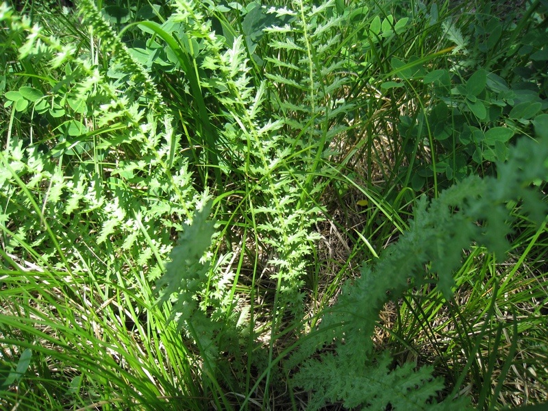 Изображение особи Filipendula vulgaris.