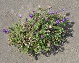 Oxytropis revoluta. Цветущее и плодоносящее растение. Камчатский край, вулкан Горелый. 26.07.2013.