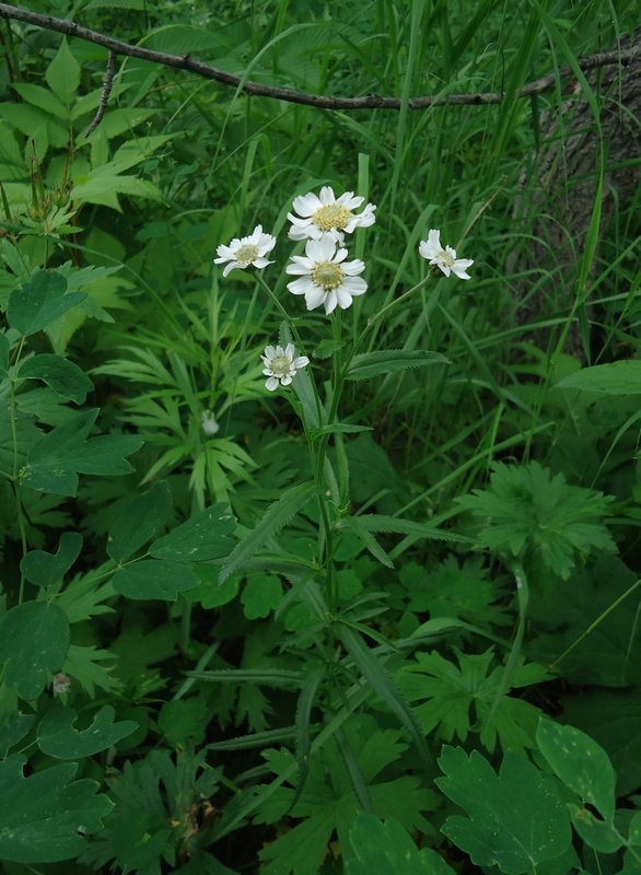 Image of Achillea ptarmica ssp. macrocephala specimen.