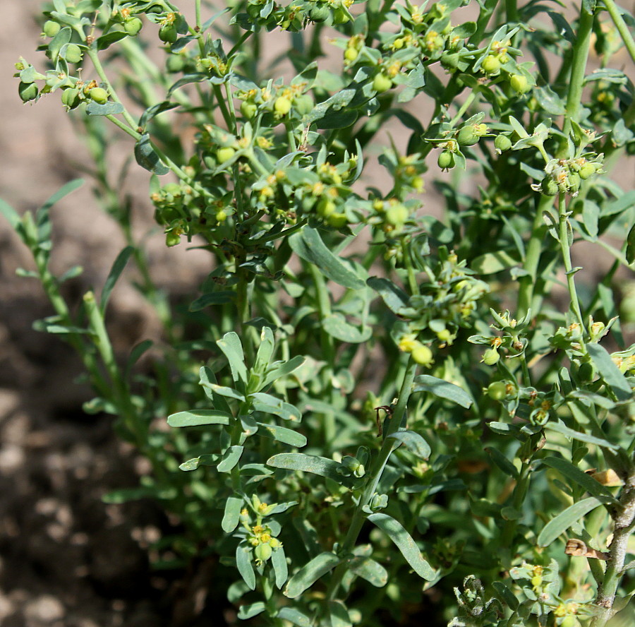 Изображение особи Euphorbia exigua.