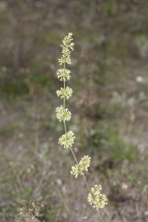 Изображение особи Silene borysthenica.