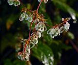 Fallopia dumetorum