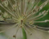 Allium protensum