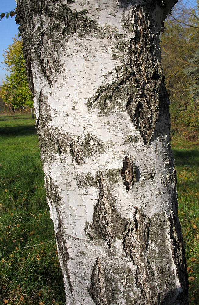 Изображение особи Betula pendula.