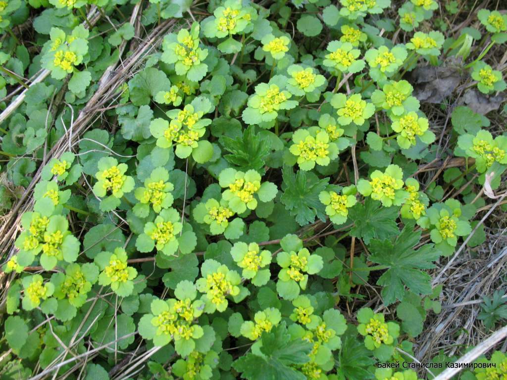 Image of Chrysosplenium alternifolium specimen.