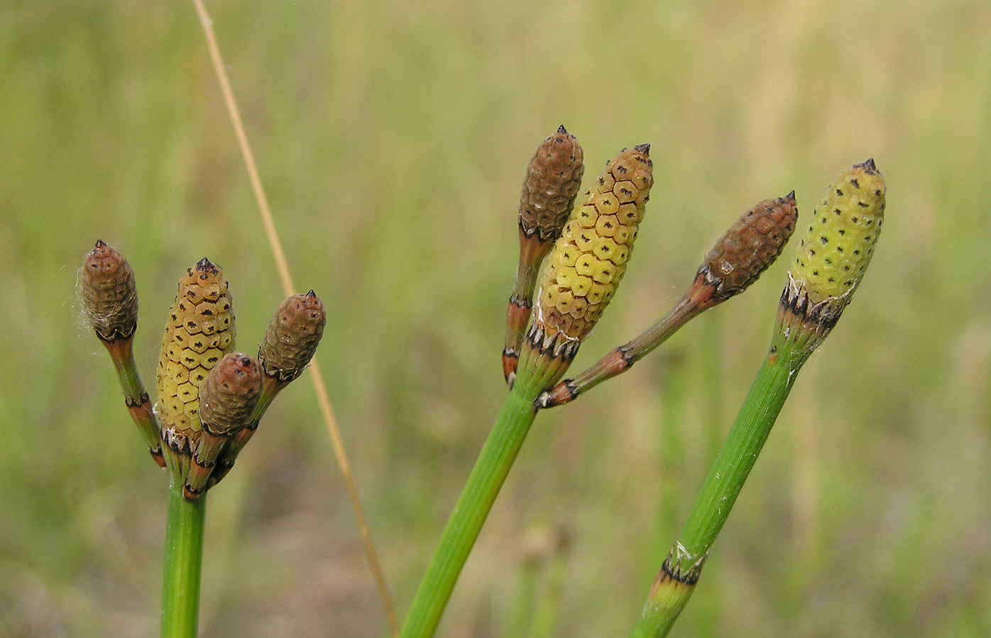 Изображение особи Equisetum &times; moorei.