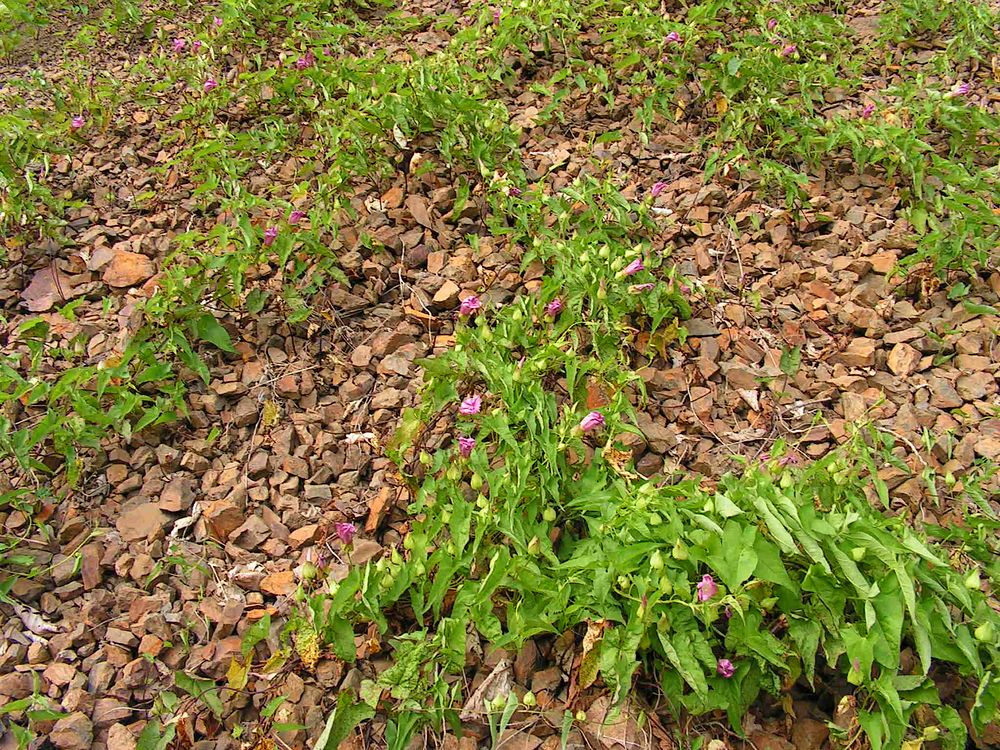 Image of Calystegia inflata specimen.