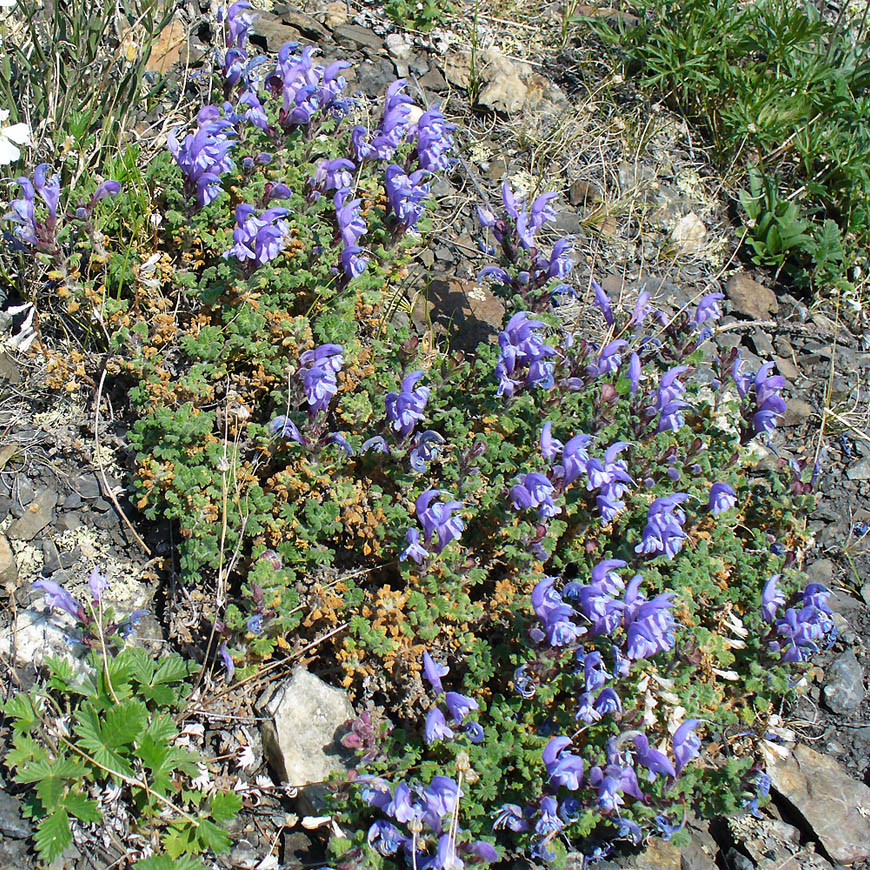 Image of Dracocephalum palmatum specimen.