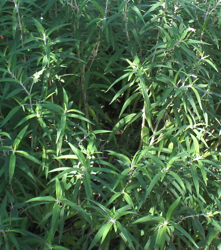 Изображение особи Salvia leucantha.