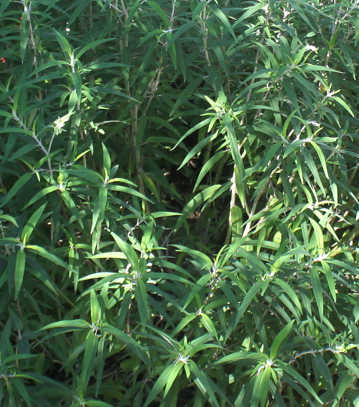 Image of Salvia leucantha specimen.