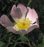 genus Rosa