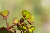 Euphorbia amygdaloides