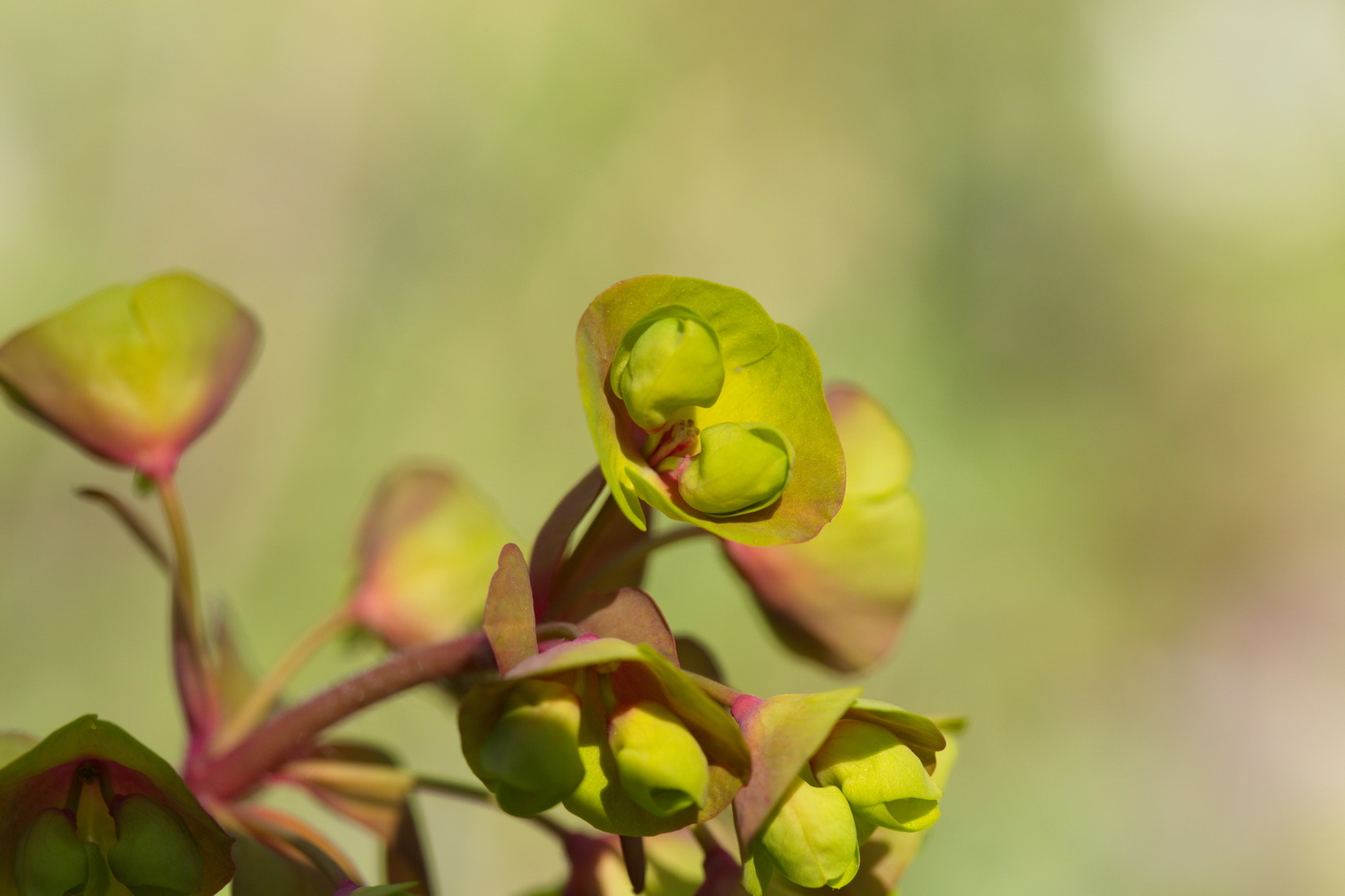 Изображение особи Euphorbia amygdaloides.