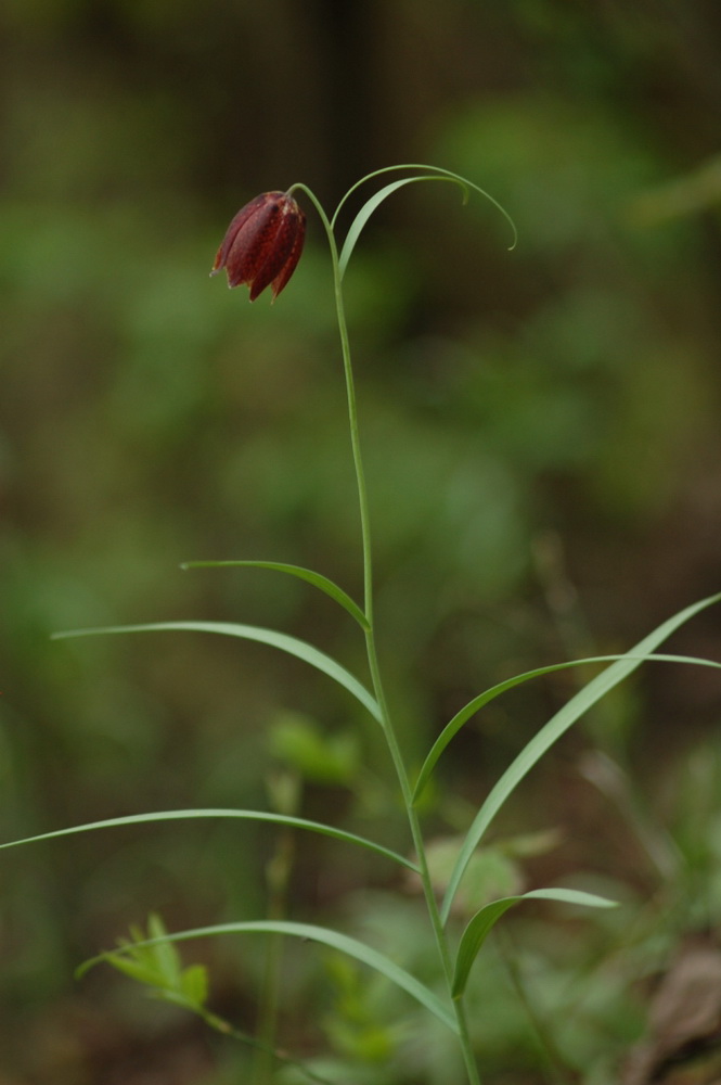 Image of Fritillaria montana specimen.