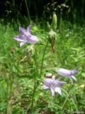 Campanula taurica