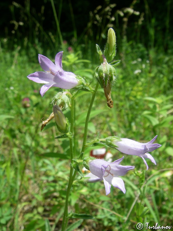 Image of Campanula taurica specimen.